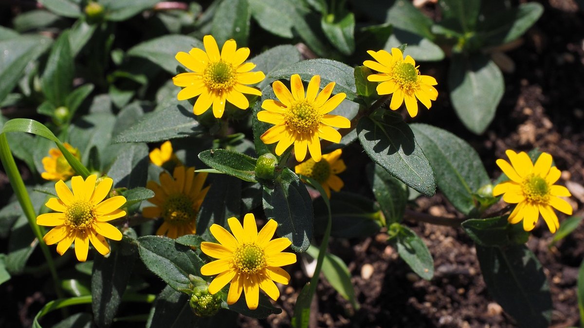 Choosing Native Plants for a Hedge