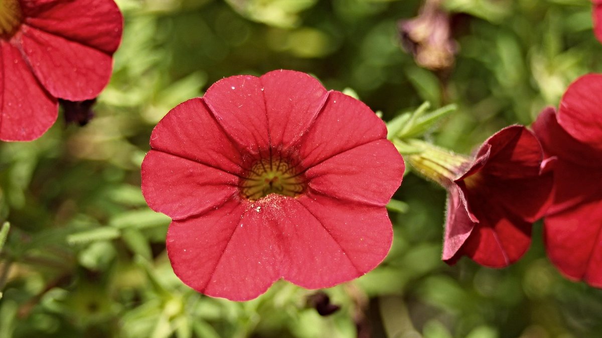 Making the Most of a North-Facing Garden